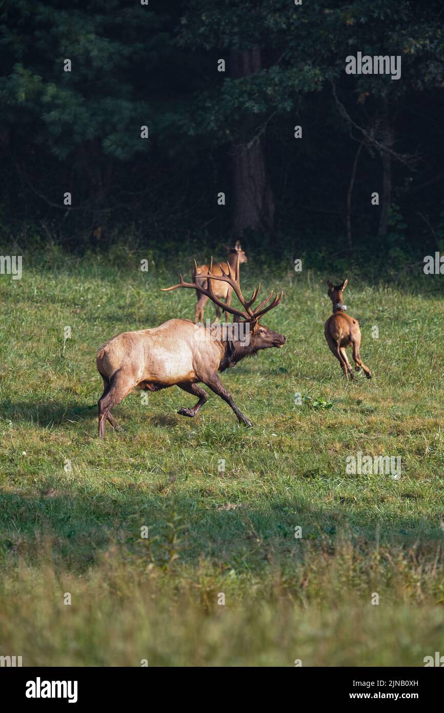 Elch im Cataloochee Valley im Westen von North Carolina, USA Stockfoto