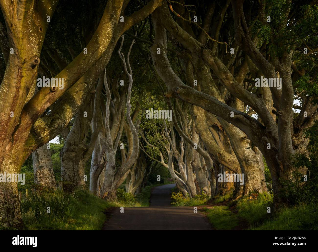 Eine horizontale, unauffindbare Landschaftsansicht der legendären The Dark Hedges in Nordirland Stockfoto