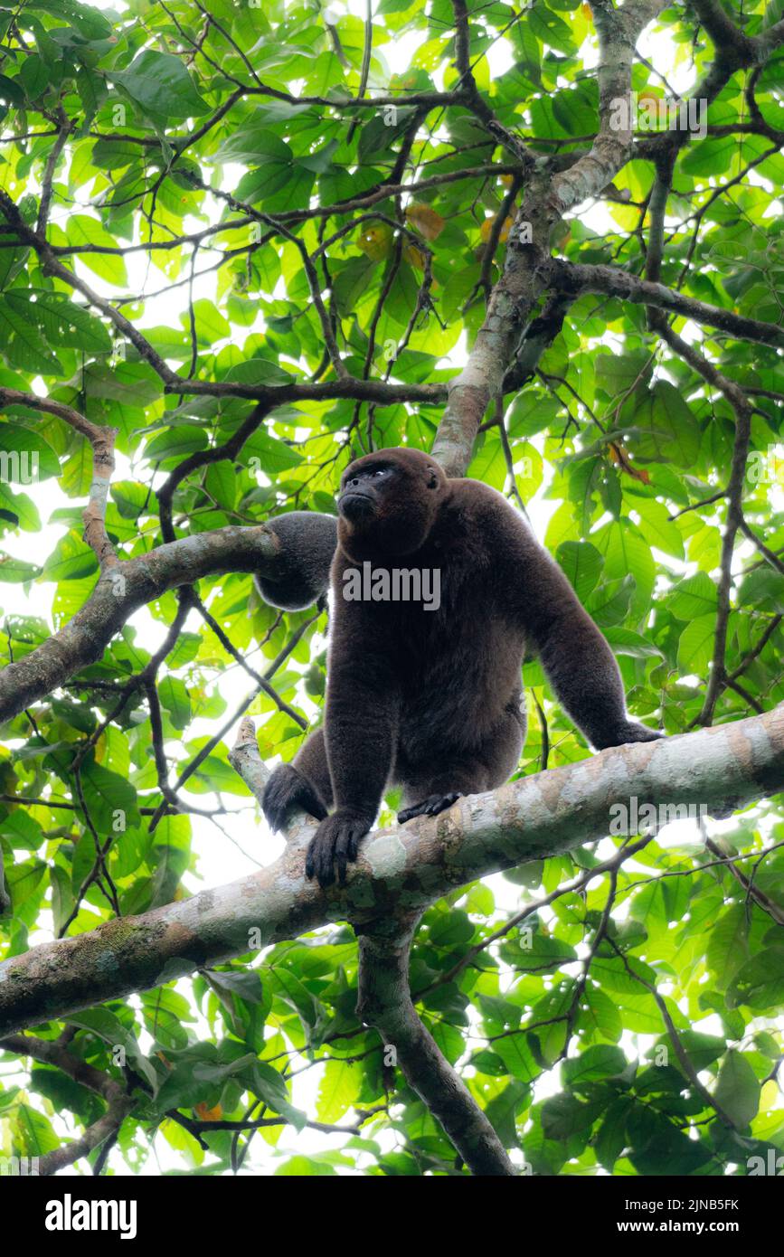 Eine Nahaufnahme eines gewöhnlichen Wollaffen, der auf einem Baumzweig im Wald in Kolumbien ruht Stockfoto