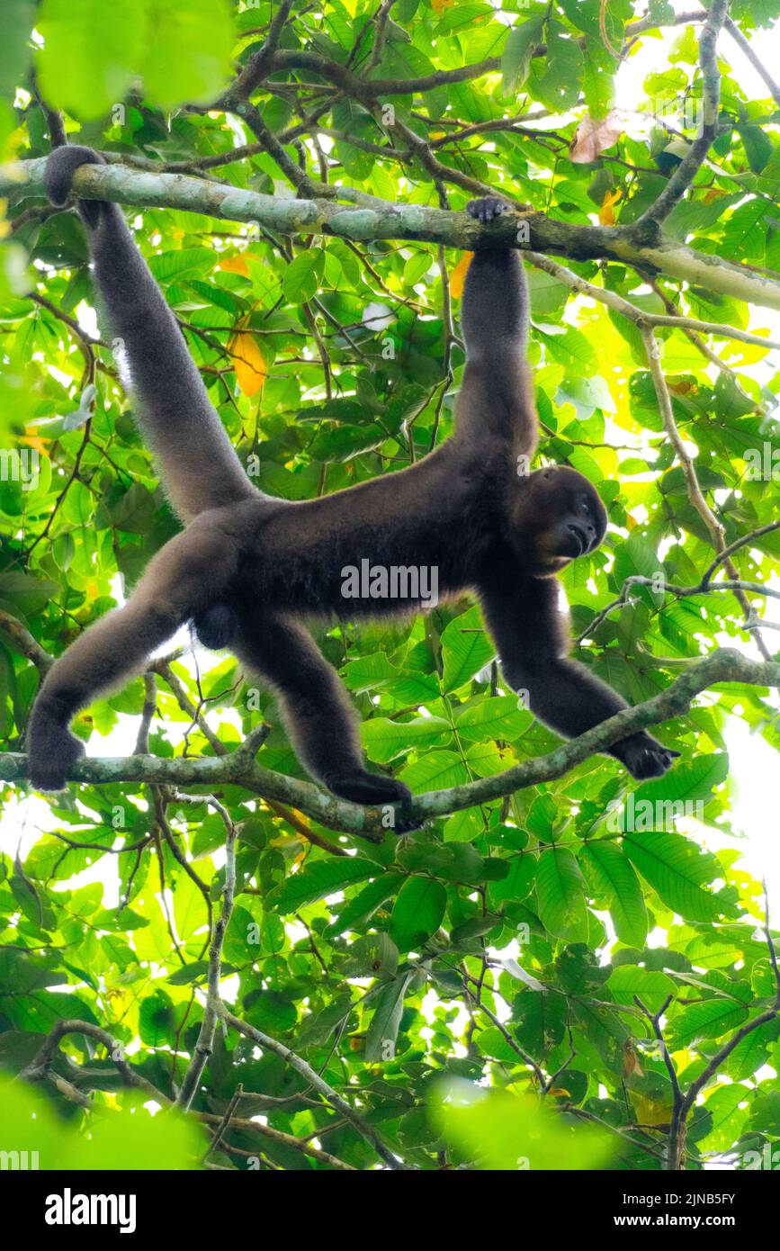 Ein lustiger brauner wolliger Affe, der auf einem grünen Wald in Kolumbien läuft Stockfoto