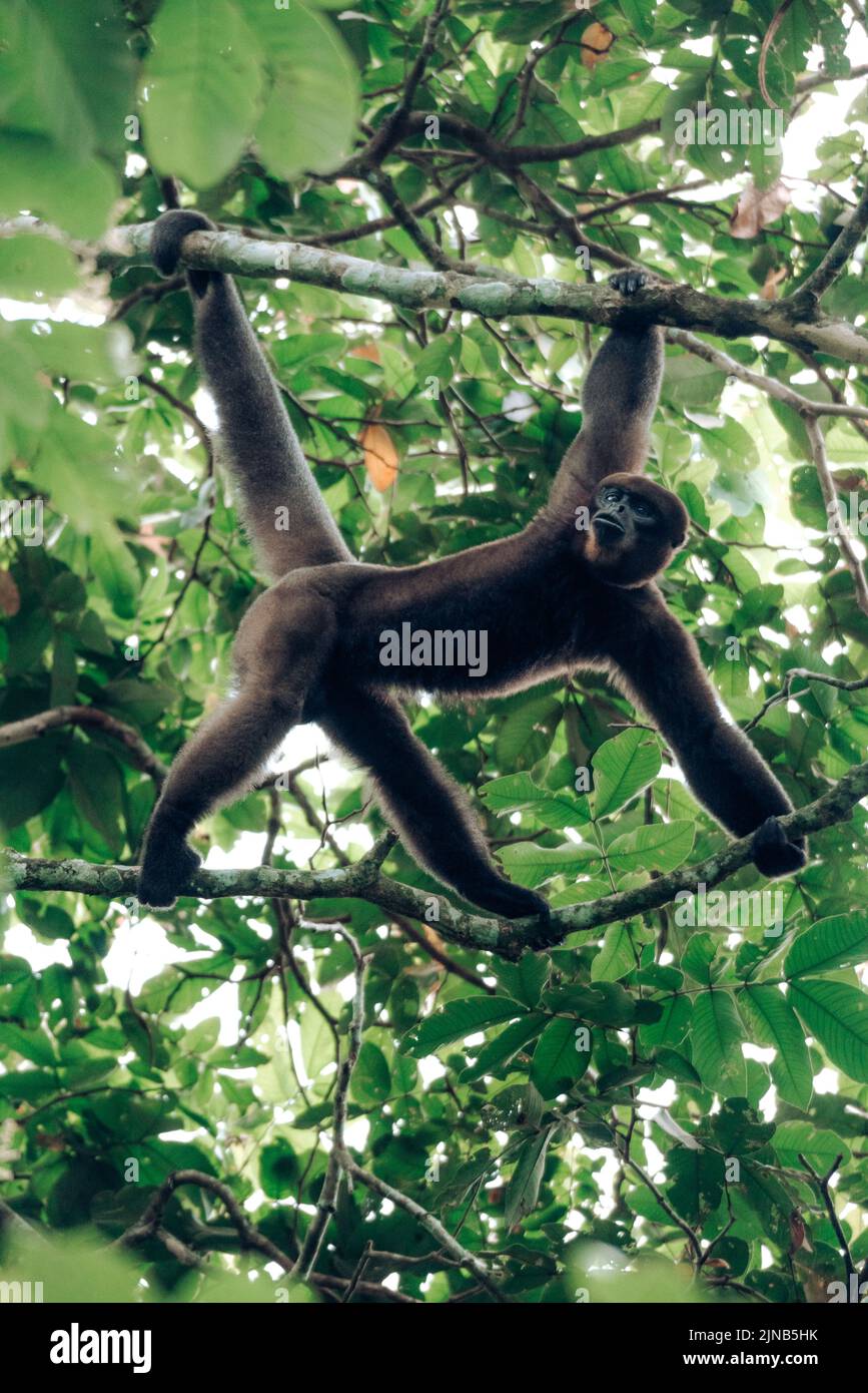 Eine Nahaufnahme von Lustigen Humboldts Wollaffen auf dem Baum, Kolumbien Stockfoto