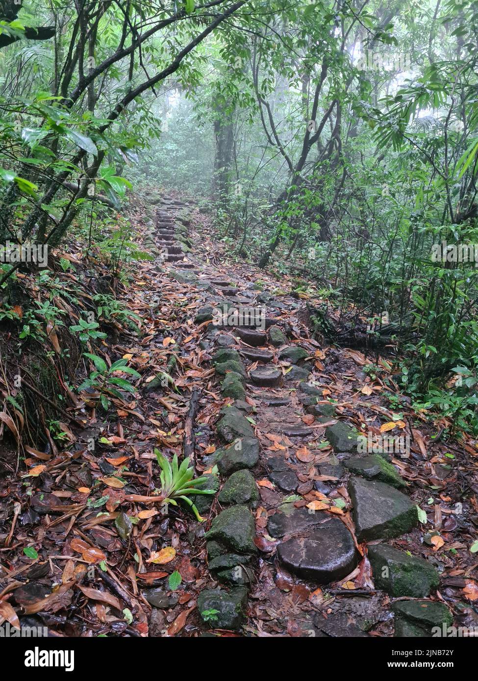 Steinpfad im Regenwald Hintergrund. Natürliche Wanderungen Stockfoto