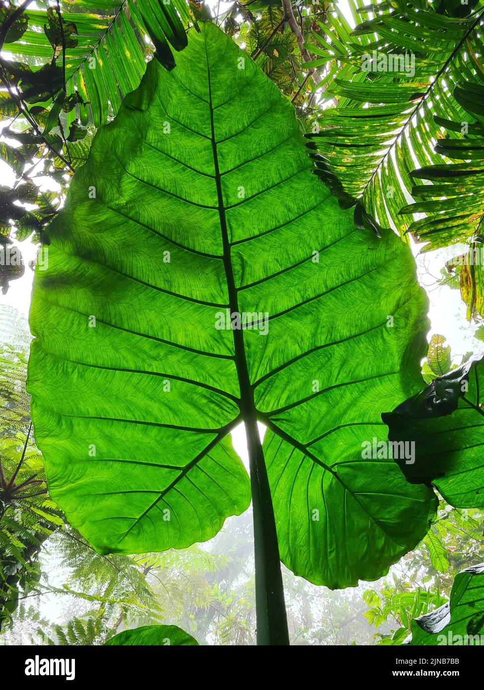 Große Geen Pflanzen Blatt auf natürlichem Hintergrund Stockfoto