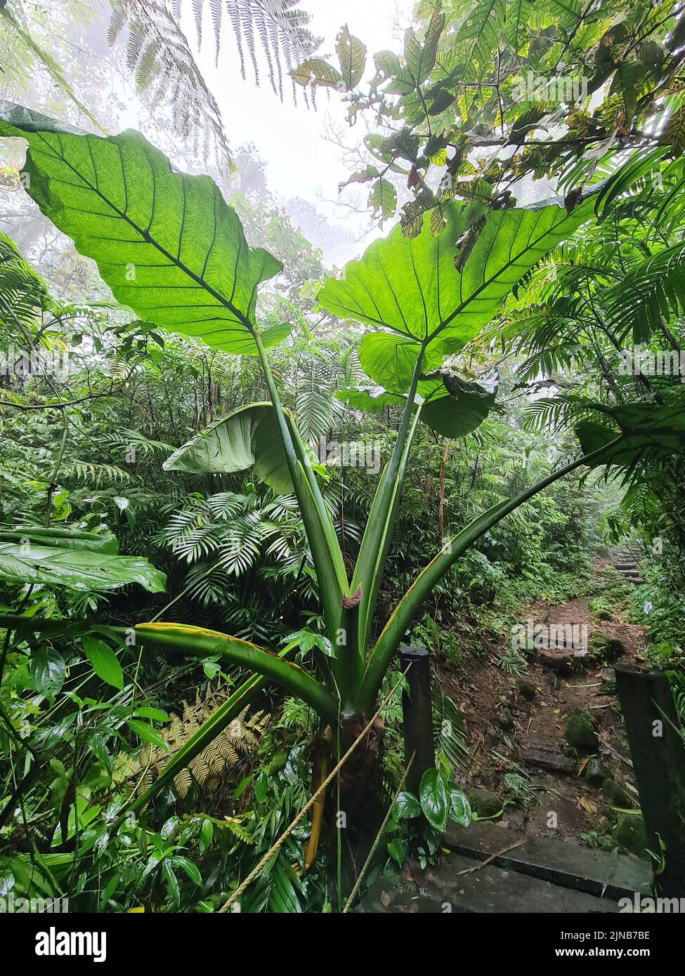 Pflanze mit großen Blättern im Dschungel Hintergrund an regnerischen nebligen Tag Stockfoto