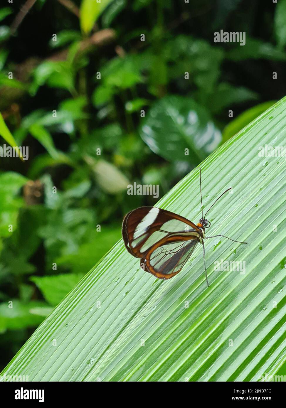 Brauner Schmetterling mit transparenten Flügeln sitzt auf grünem Blatt auf unscharfem natürlichem Hintergrund Stockfoto