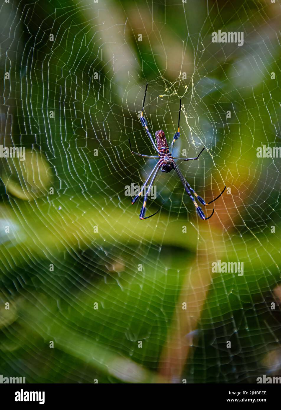 Riesige Golden Orb Weaver Spinne in Costa Rica Stockfoto