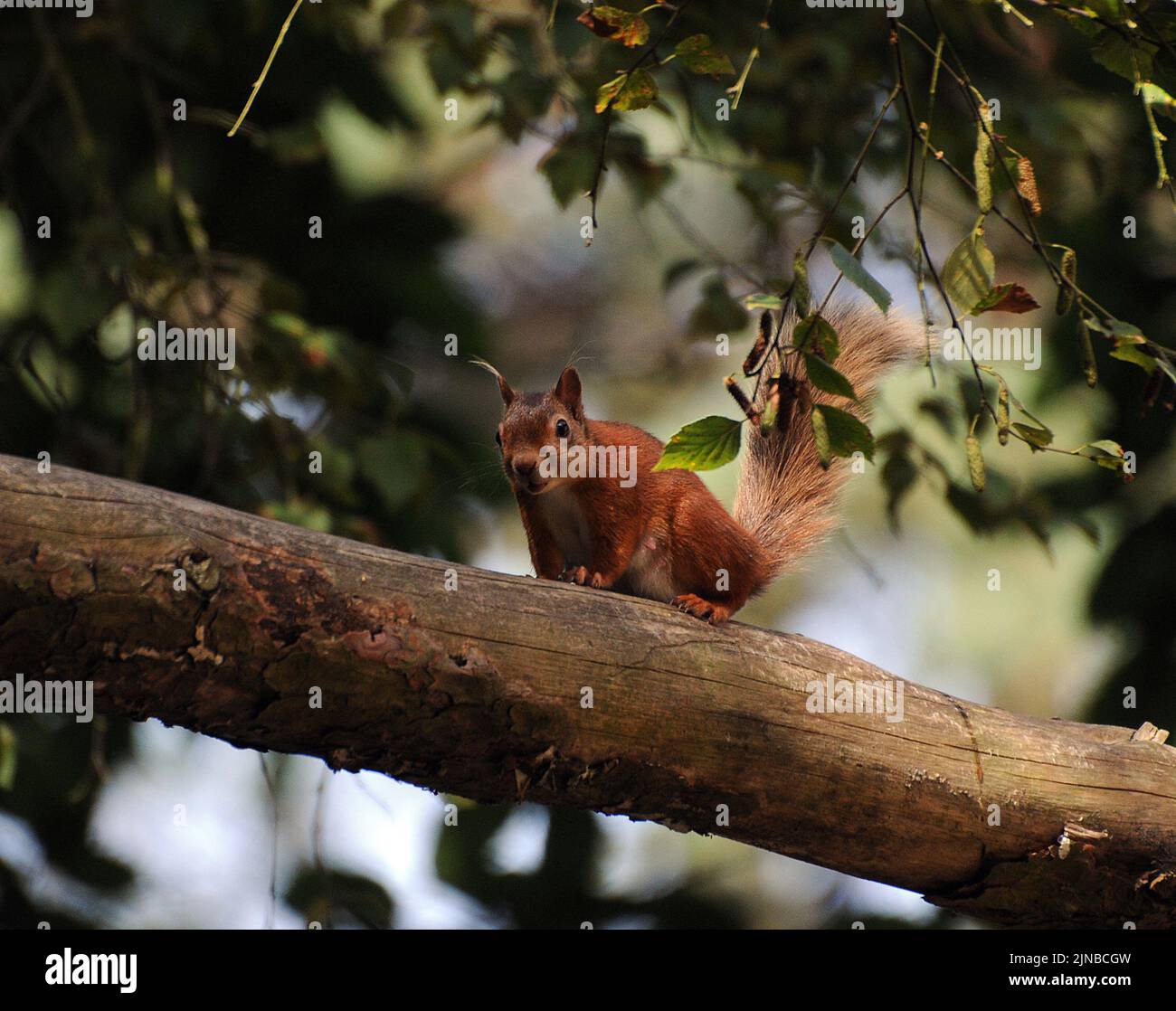 ROTES EICHHÖRNCHEN, BROWNSEA ISLAND, POOLE DORSET PIC MIKE WALKER, 2010 Stockfoto