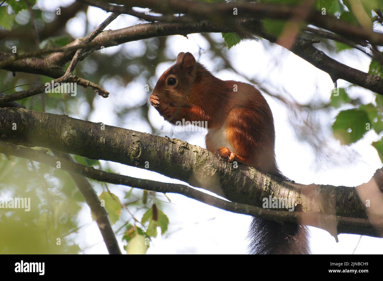 ROTES EICHHÖRNCHEN, BROWNSEA ISLAND, POOLE DORSET PIC MIKE WALKER, 2010 Stockfoto