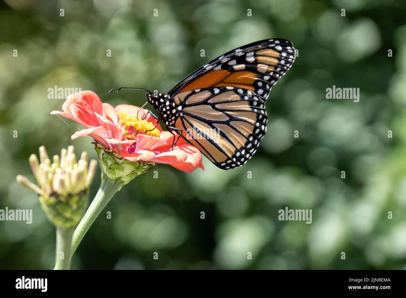 Monarch Schmetterling auf rosa Blume auf grünem Hintergrund Stockfoto