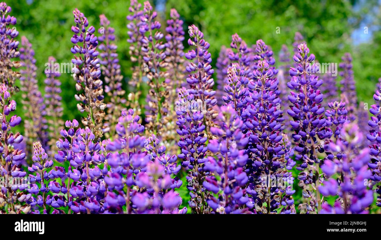 Ein schöner natürlicher Hintergrund für Ihre Projekte im Bannerformat mit einem Feld aus Lupinenblumen an einem klaren Sommertag Stockfoto