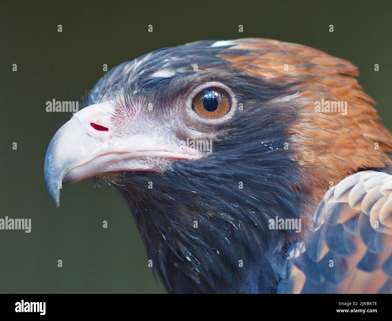 Stolzer, majestätischer Schwarzreiher-Buzzard in atemberaubender Pracht. Stockfoto