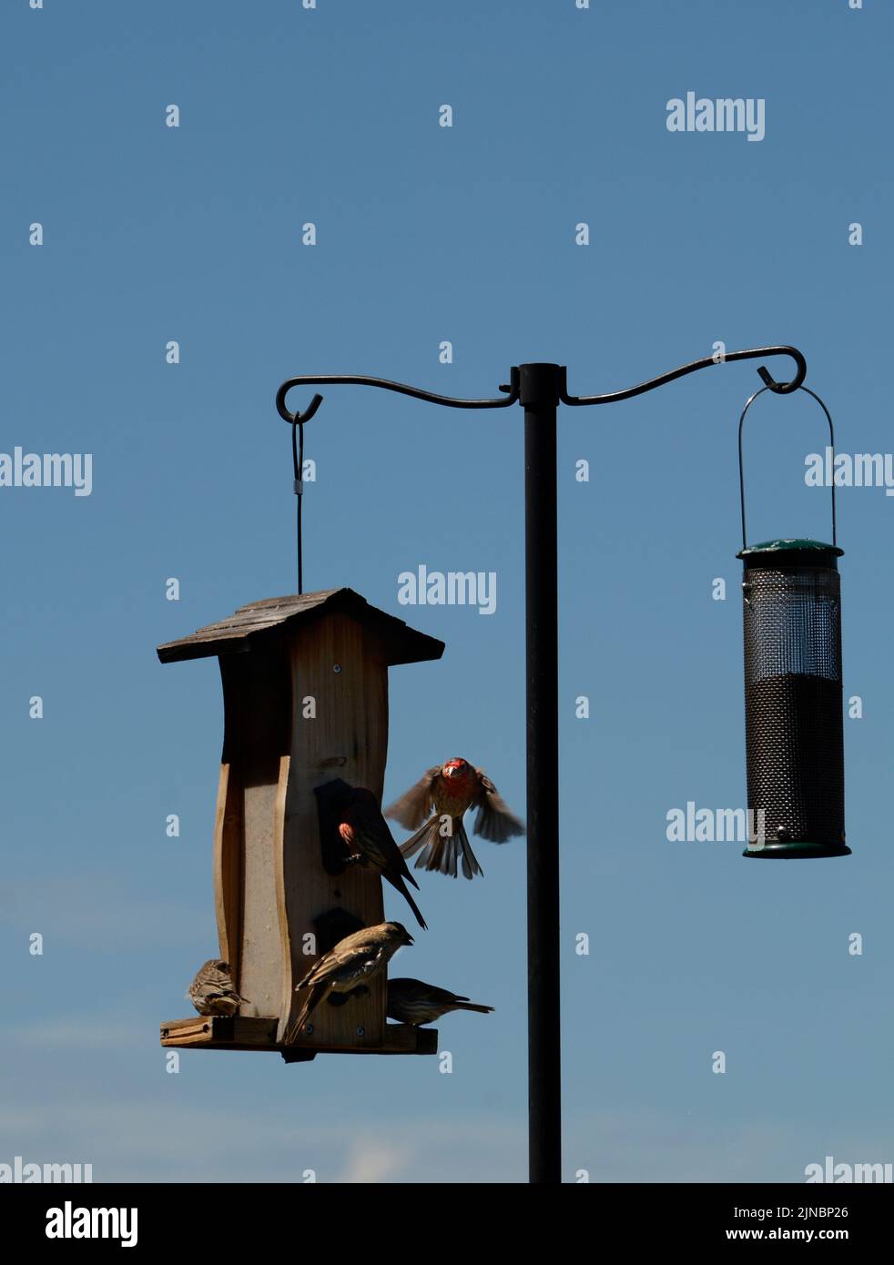 Hausfinken (Haemorhous mexicanus) besuchen ein Hinterhof-Vogelfutterhäuschen in Santa Fe, New Mexico. Stockfoto