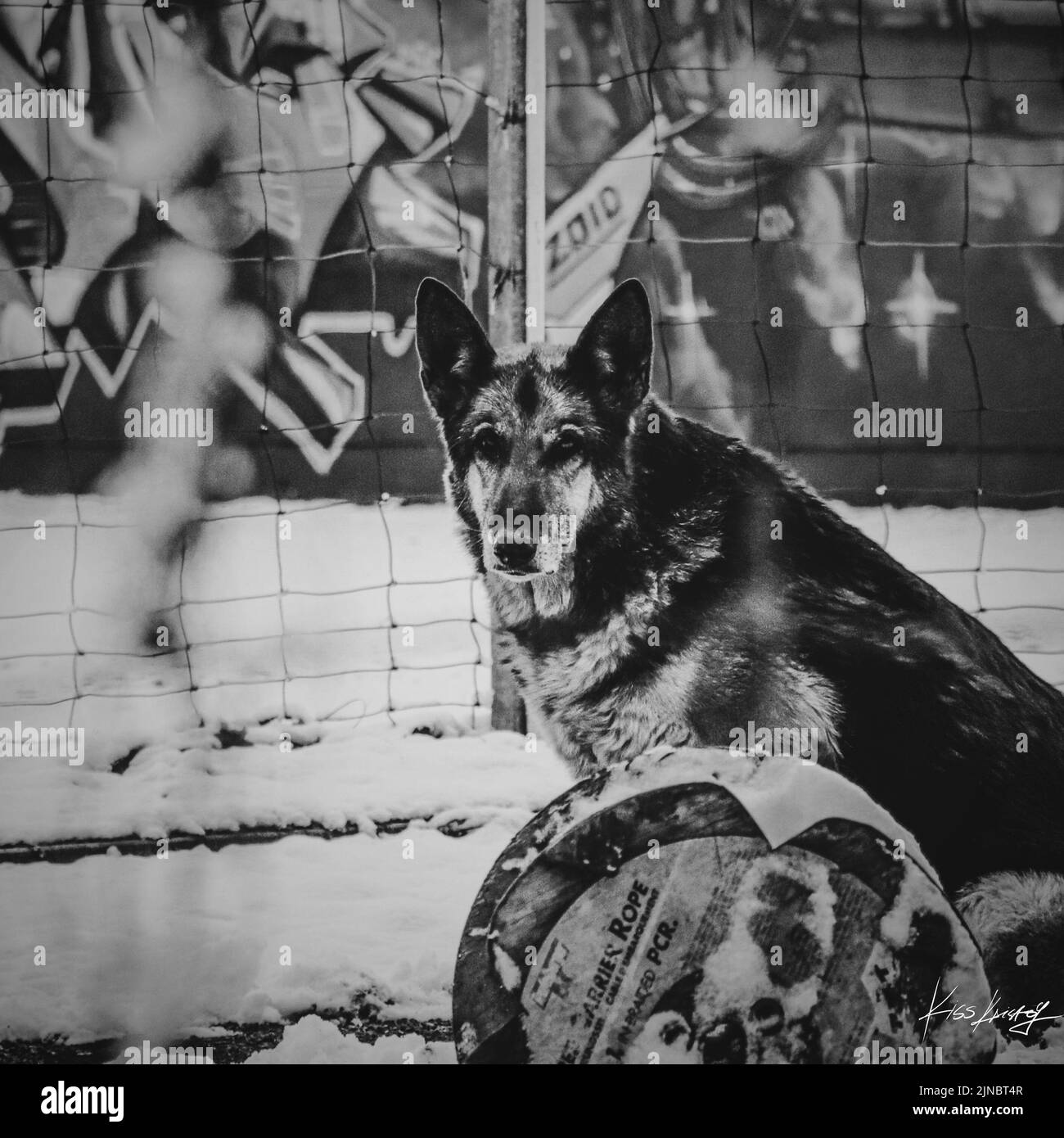 Eine monochrome Aufnahme des deutschen Schäferhundes an einem Wintertag Stockfoto