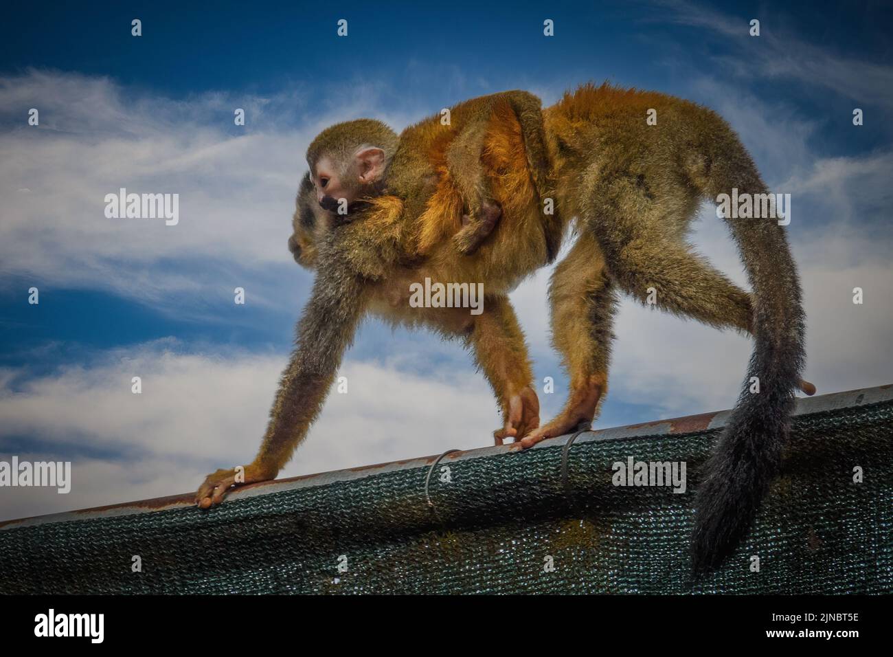 Der mittelamerikanische Eichhörnchen-Affe ist auch als der rotrückige Eichhörnchen-Affe bekannt, Stockfoto