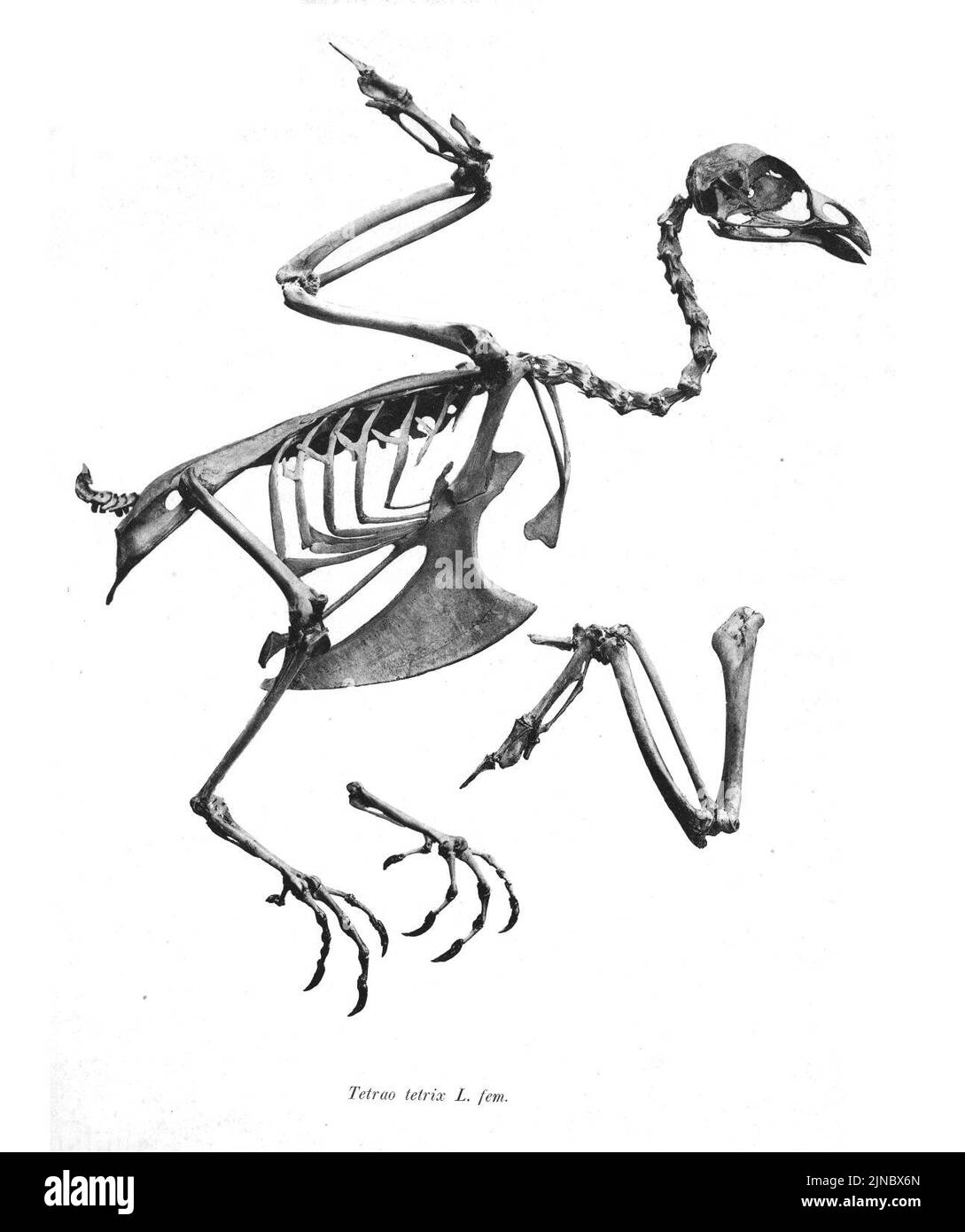 Tetrao tetrix 102 Stockfoto