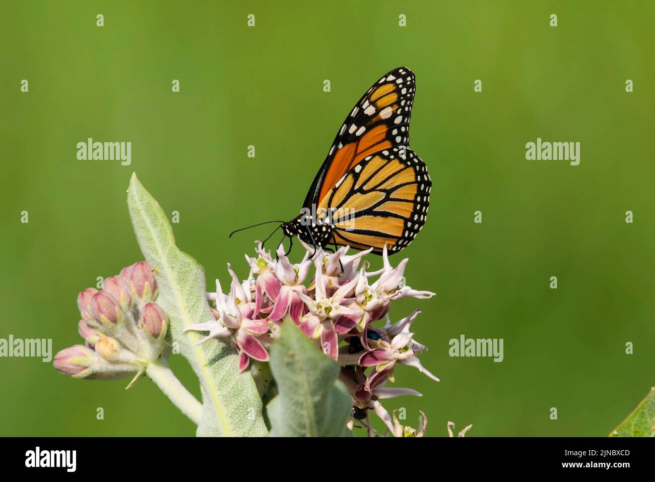 2022 Monarch-Schmetterling (Danaus plexippus) auf auffälliger Milchweed-Wildblume im Eagle Island State Park, Idaho, USA. Stockfoto