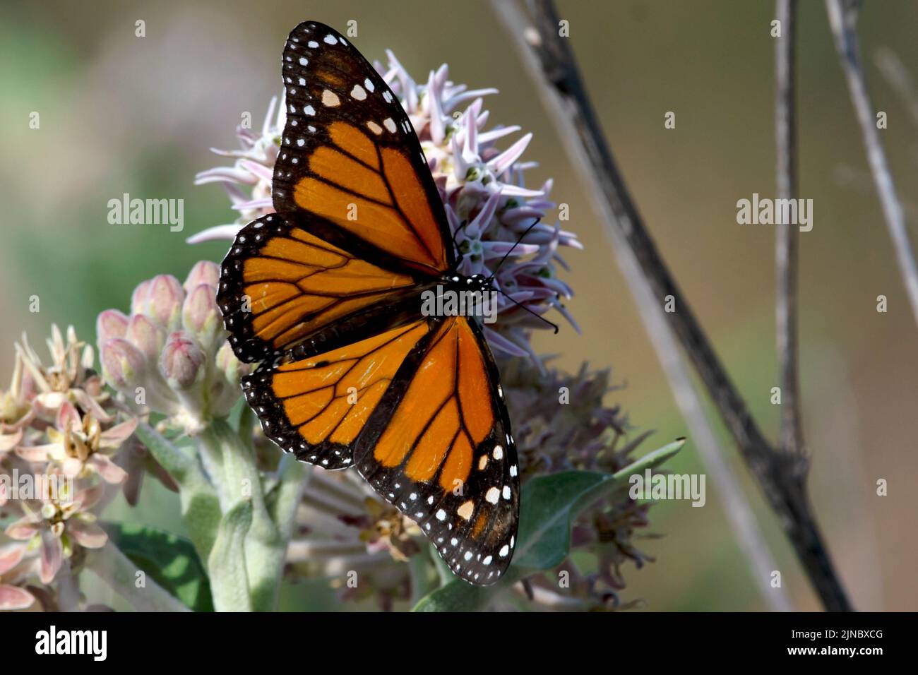2022 Monarch Butterly im Eagle Island State Park, Idaho, USA. Stockfoto