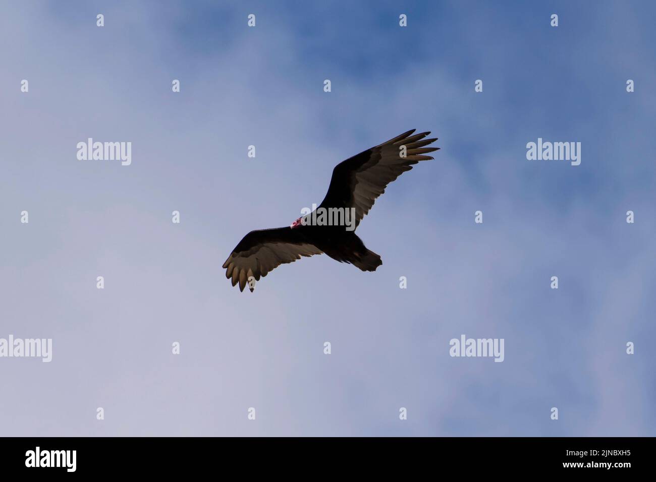 Dieser Turkey Vulture Soaring wurde 2022 in Eagle, Idaho, fotografiert. Stockfoto