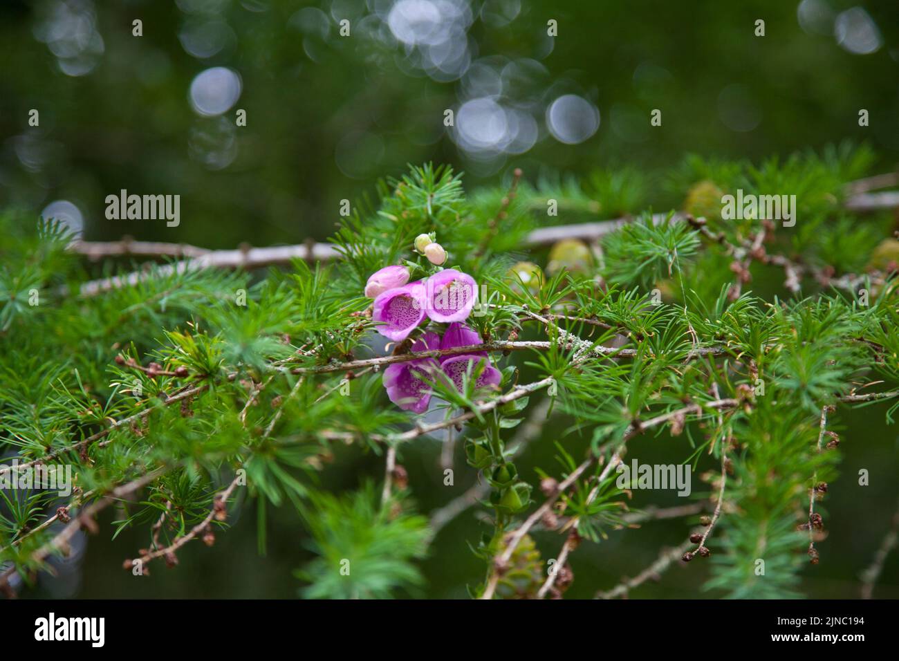 Fox Glove im Wald am Ladybower Reservoir, Peak District, Derbyshire Stockfoto