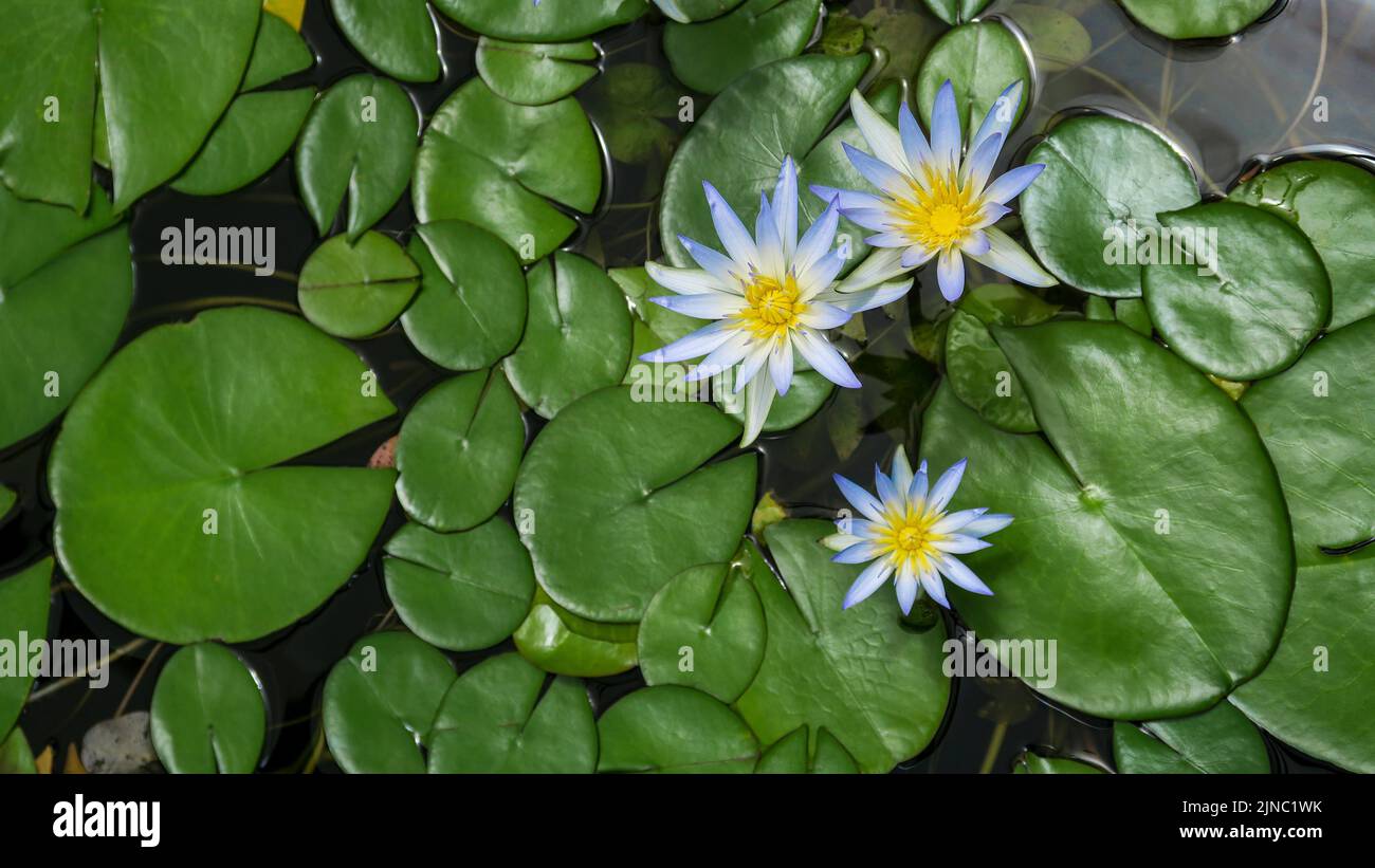 Blaue Seerosen, auch Blue Star Lotus, Nymphaea nouchali var. caerulea, in den botanischen Gärten in der Nähe von Perth Australien. Stockfoto