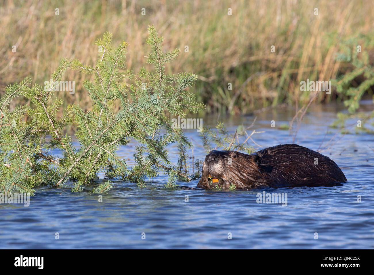 Kanadischer Biber, der in Weaselhead Flats, Alberta, Kanada, einen Zweig aus weißer Fichte mit Schneidezähnen frisst. Castor canadensis, Picea glauca Stockfoto