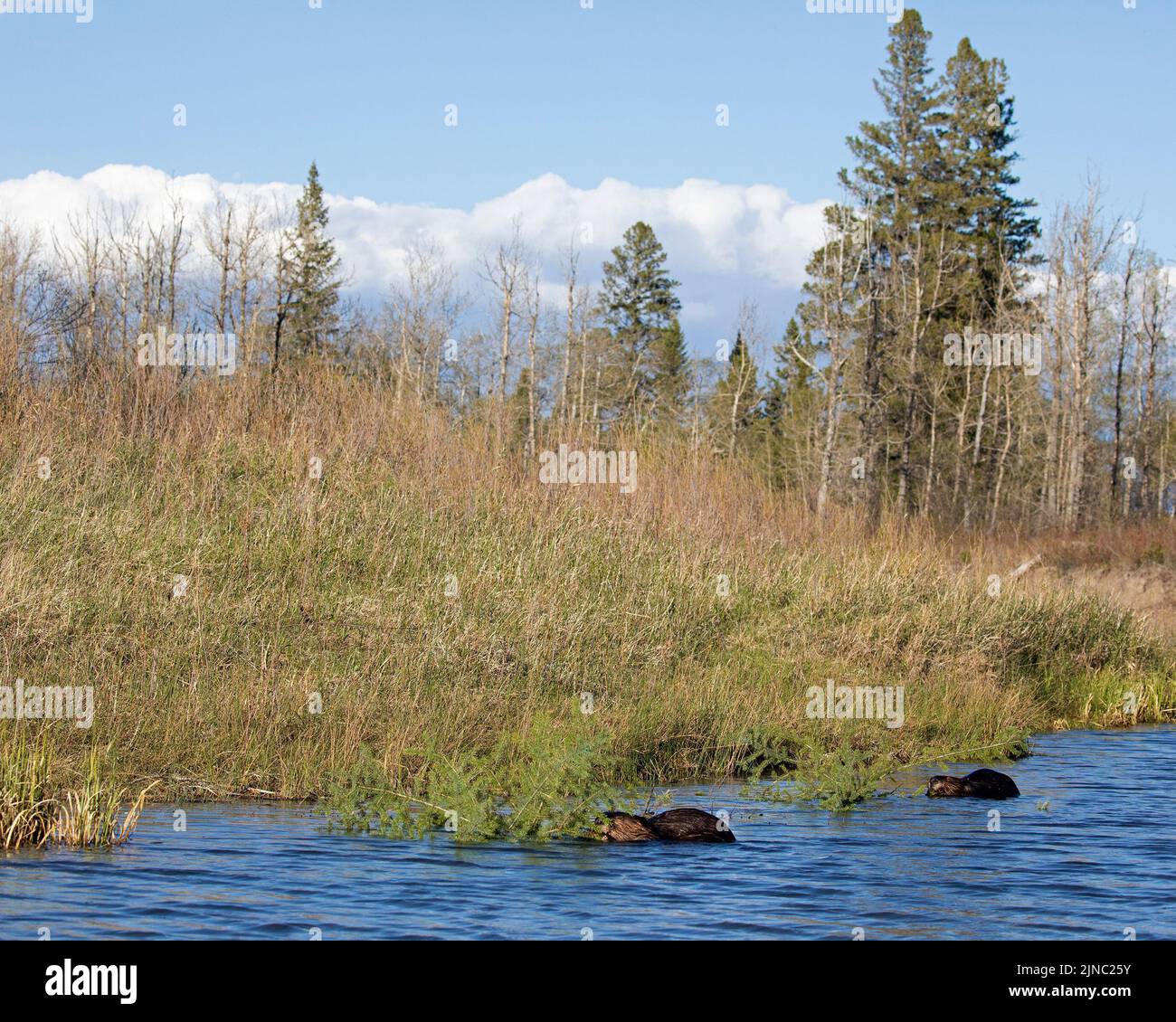 Kanadische Biber ernähren sich von jungen weißen Fichten am Rande eines Sees in einem Mischwaldökosystem, Kanada. Castor canadensis, Picea glauca Stockfoto