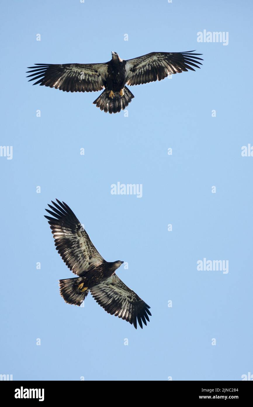 Zwei Weißkopfseeadler, die fliegen, Calgary, Alberta, Kanada. Die jungen Vögel sind ein paar Monate alt und haben erst vor kurzem angefangen zu fliegen. Haliaeetus leucocephalus Stockfoto