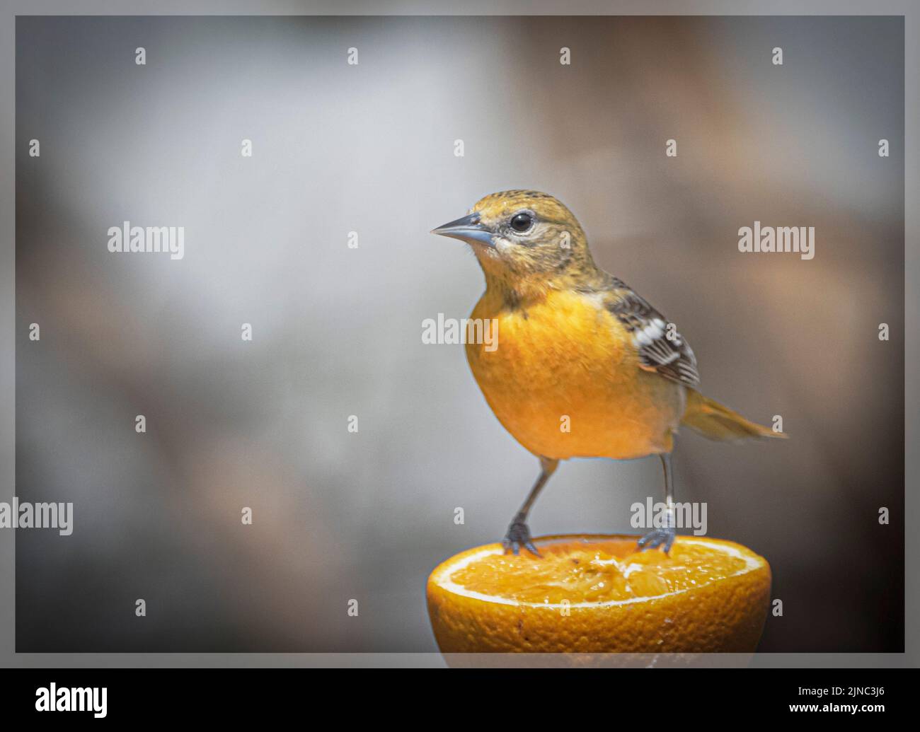 Orchard Oriole Essen Traubengelee und Orange Stockfoto