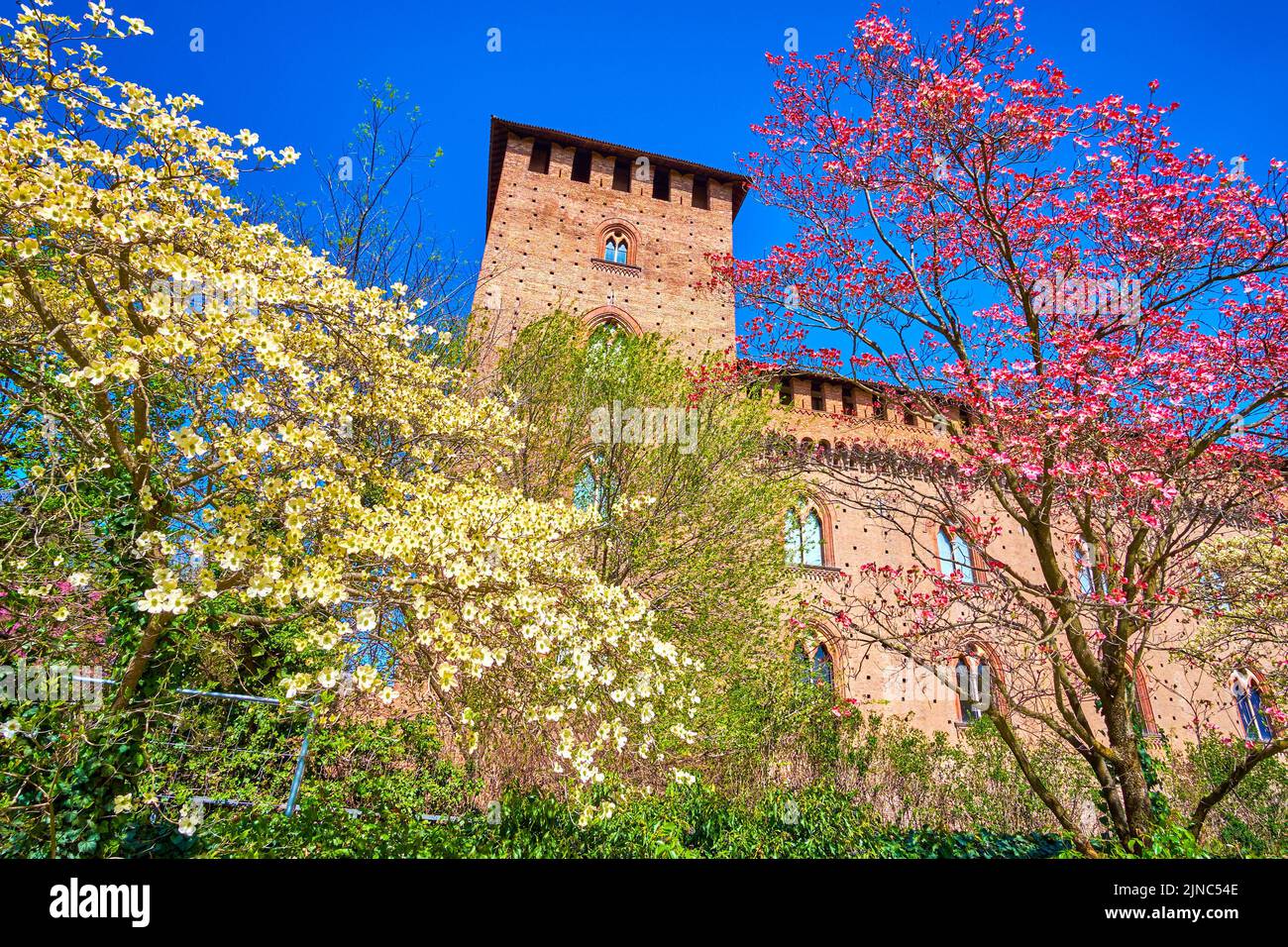 Die blühenden Bäume von Cornus Florida im mittelalterlichen Visconti Castle, Pavia, Italien Stockfoto