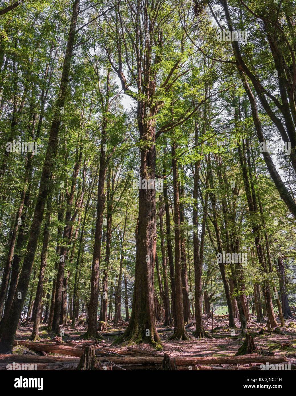 Green Forest lotr Stockfoto