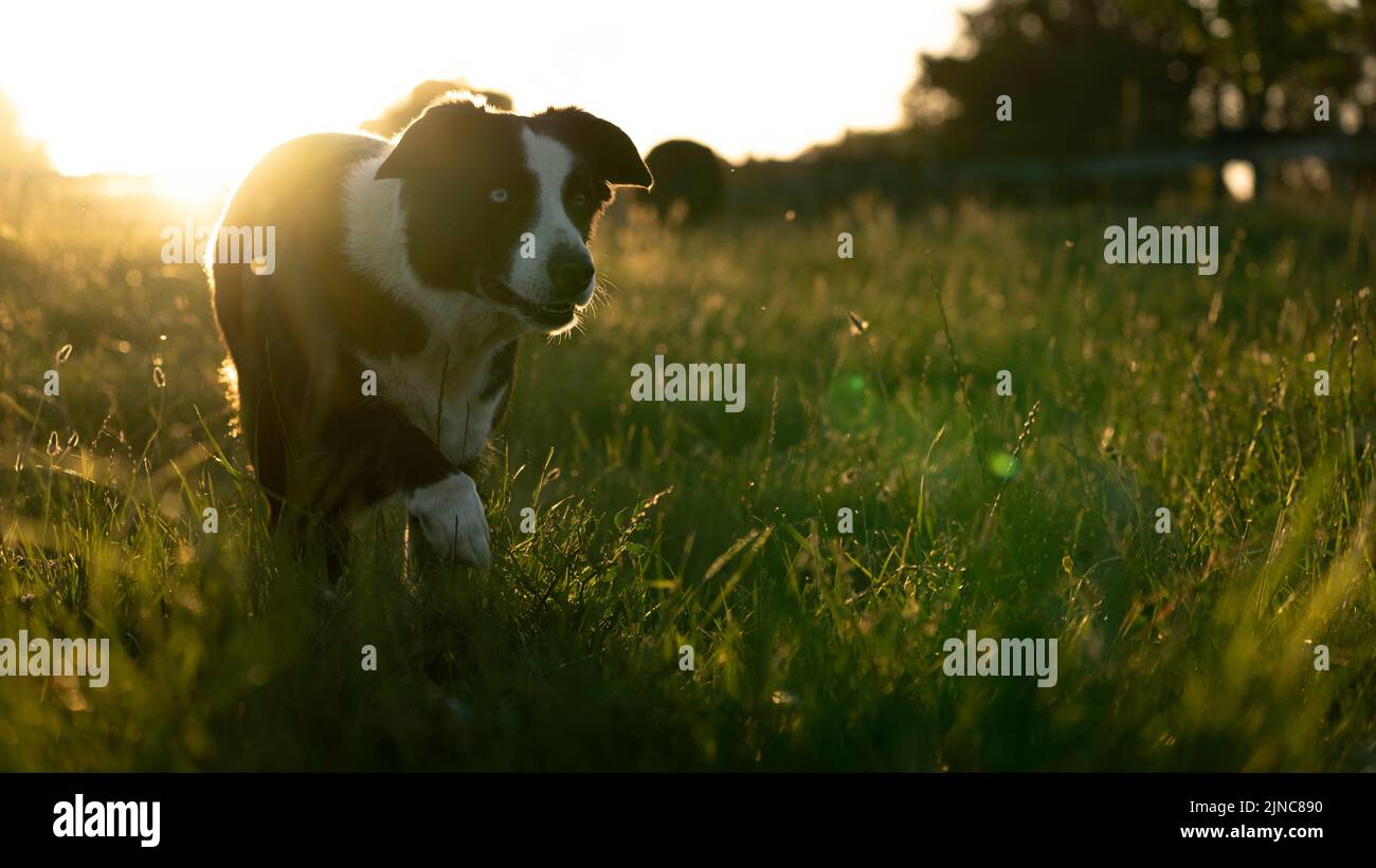 Border Collie Hund auf dem Bauernhof auf dem Land bei Sonnenuntergang Stockfoto