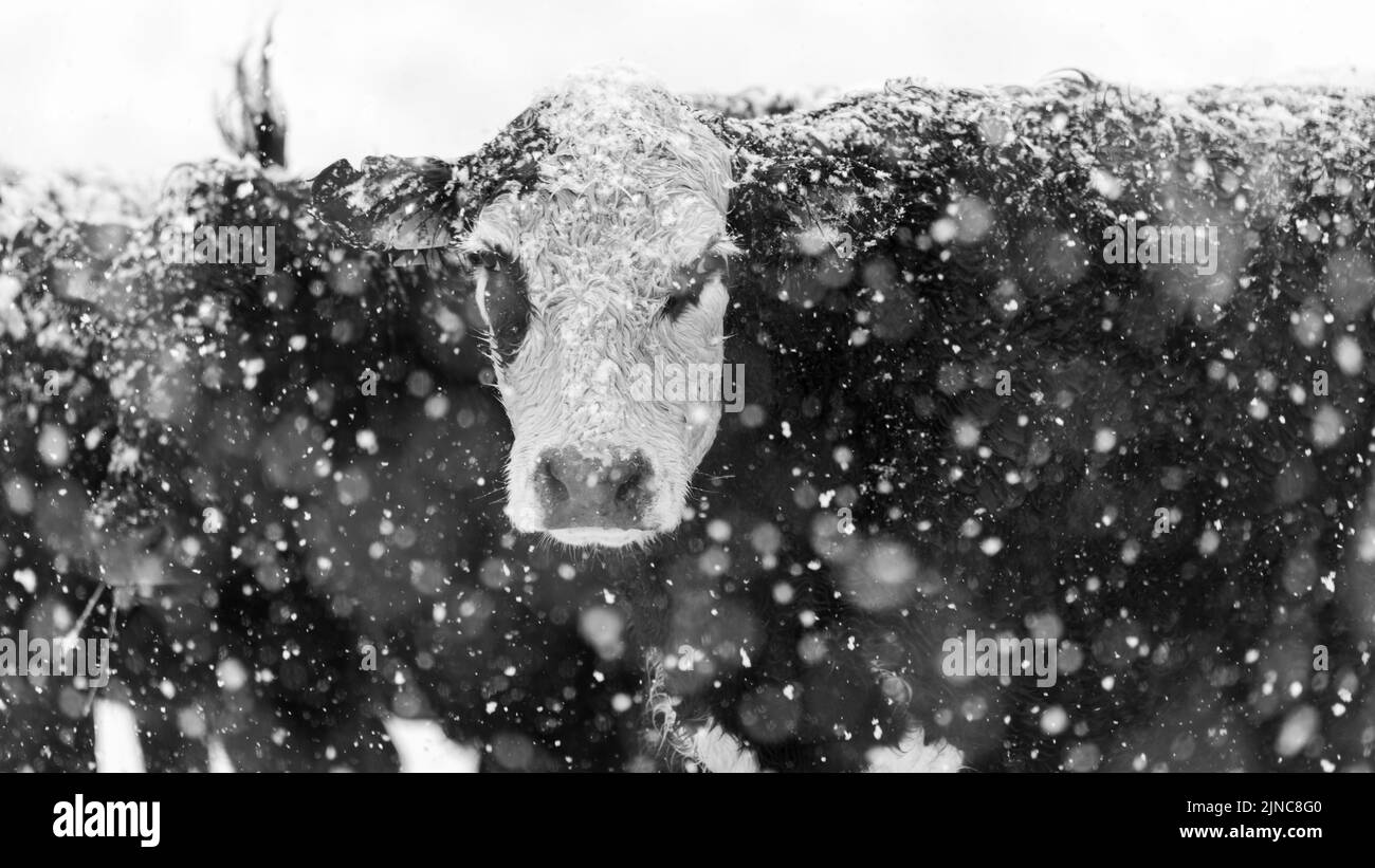 Angus Kühe im Schnee schwarz und weiß Stockfoto