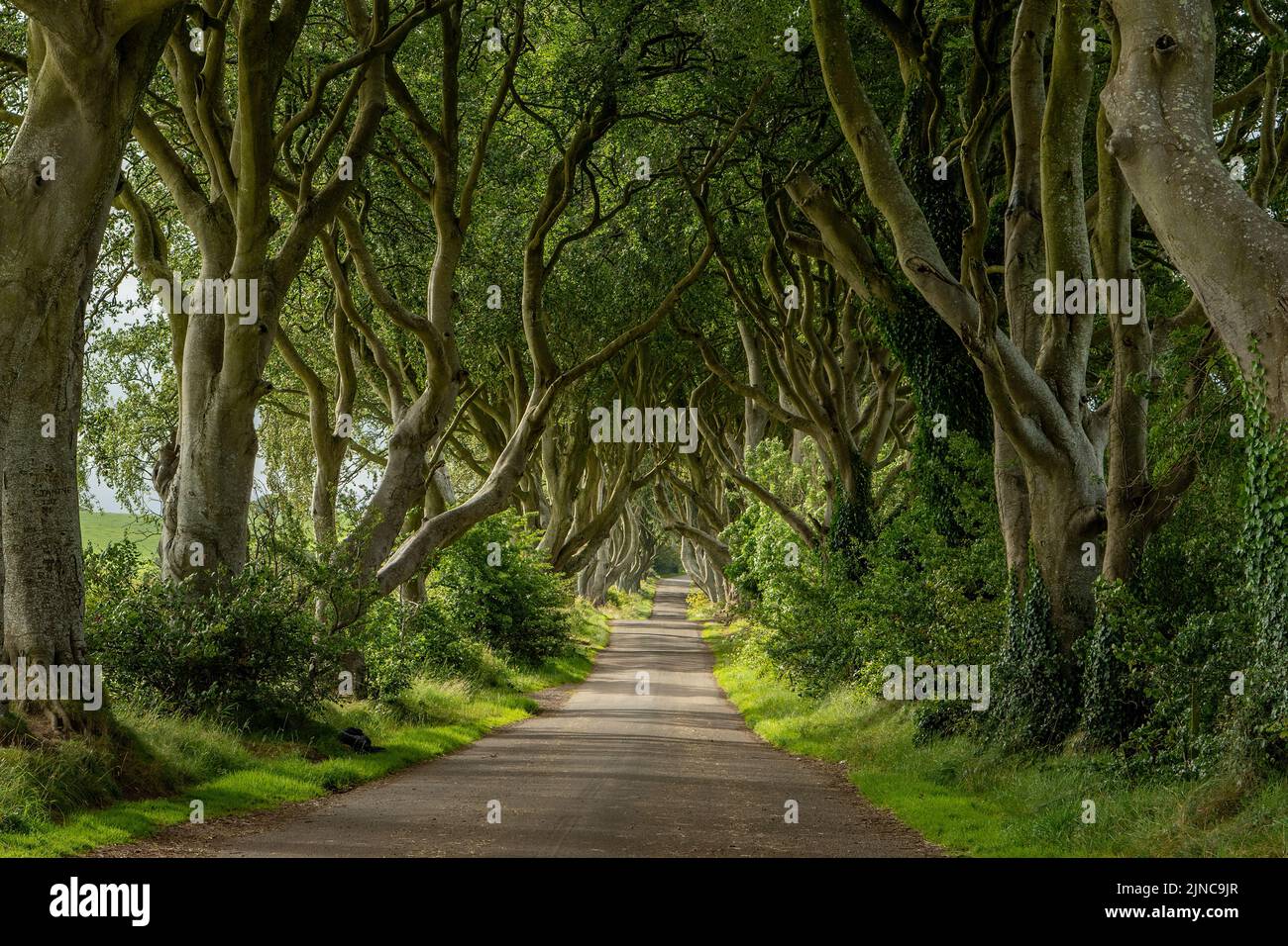 The Dark Hedges, Ballymoney, Antrim, Nordirland Stockfoto