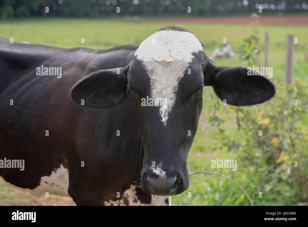 Nahaufnahme der Kuh auf dem brasilianischen Bauernhof. Rindervieh, Ochse, die aus der Kreuzung verschiedener Rassen entstehen. Brasilianische Nutztiere sind eine der größten in der Stockfoto
