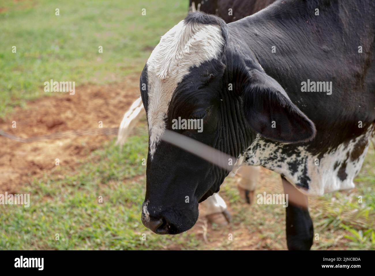 Nahaufnahme der Kuh auf dem brasilianischen Bauernhof. Rindervieh, Ochse, die aus der Kreuzung verschiedener Rassen entstehen. Brasilianische Nutztiere sind eine der größten in der Stockfoto