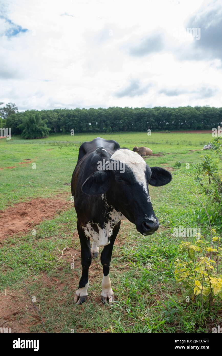 Nahaufnahme der Kuh auf dem brasilianischen Bauernhof. Rindervieh, Ochse, die aus der Kreuzung verschiedener Rassen entstehen. Brasilianische Nutztiere sind eine der größten in der Stockfoto