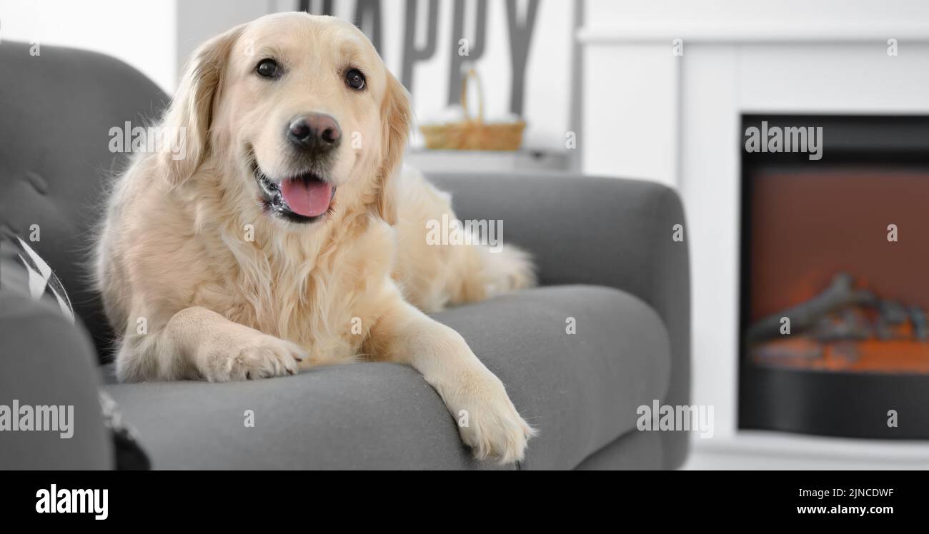 Niedlicher Hund liegt auf dem Sofa im Wohnzimmer mit Kamin. Konzept der Heizperiode Stockfoto