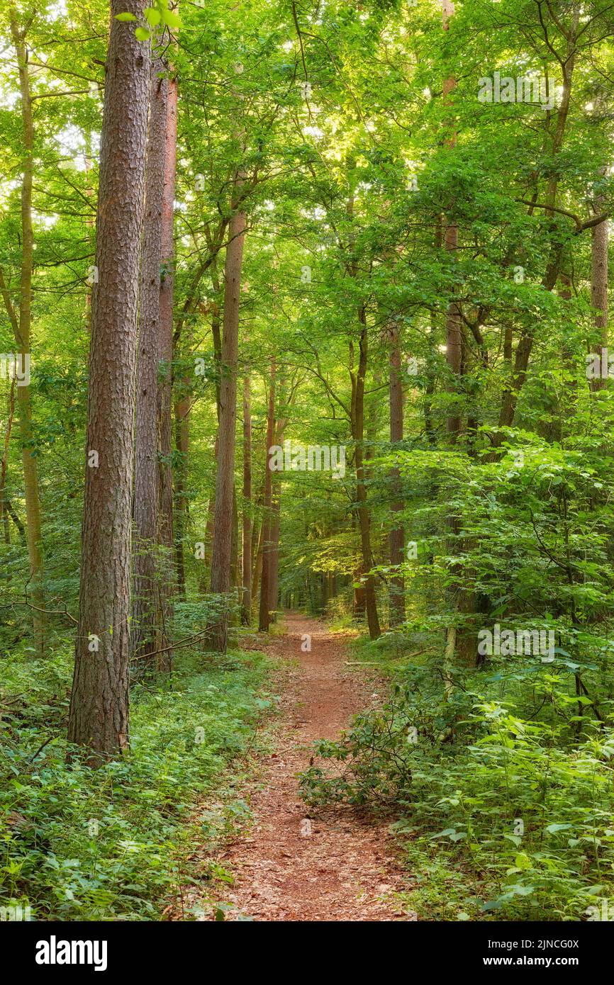 Dänischer Wald im Frühling. Laubwald unbebaut - DänemarkEin Foto von grünem und üppigem Wald im Frühling. Stockfoto