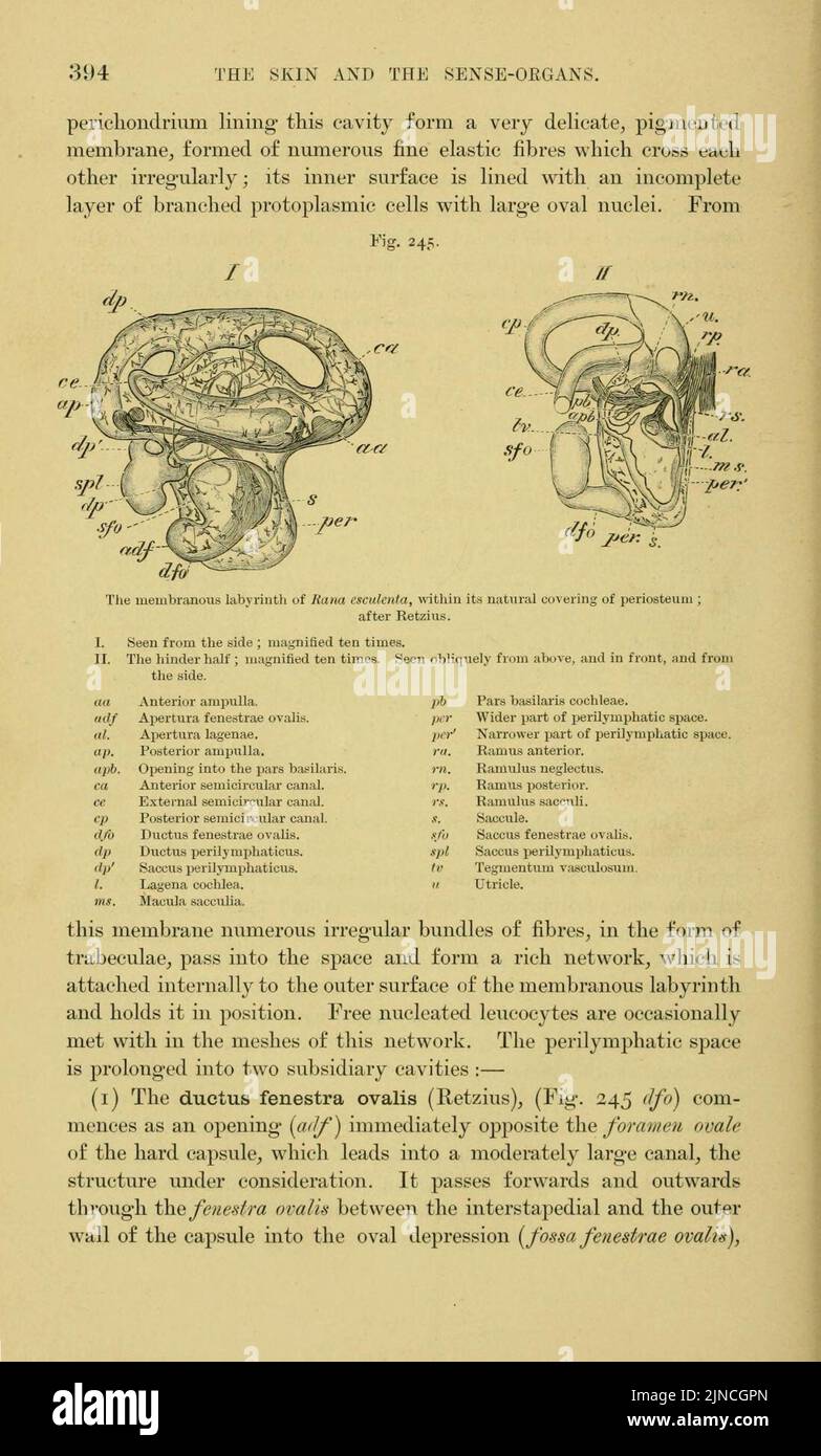 Die Anatomie des Frosches (Seite 394, Abb. 245) Stockfoto