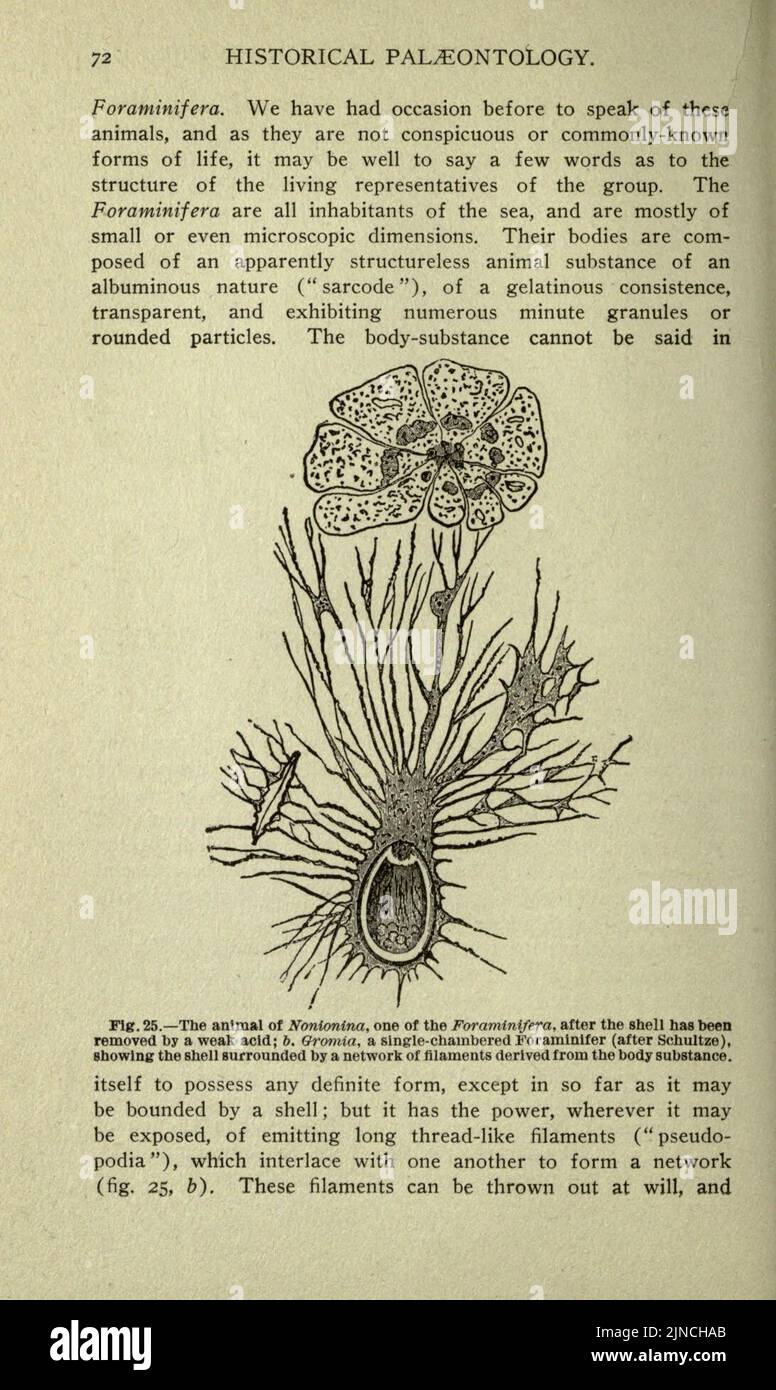 Die alte Lebensgeschichte der Erde (Seite 72) Stockfoto