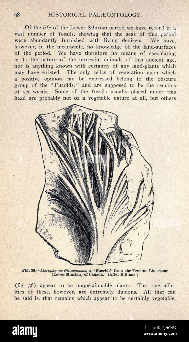 Die alte Lebensgeschichte der Erde (Seite 98) Stockfoto