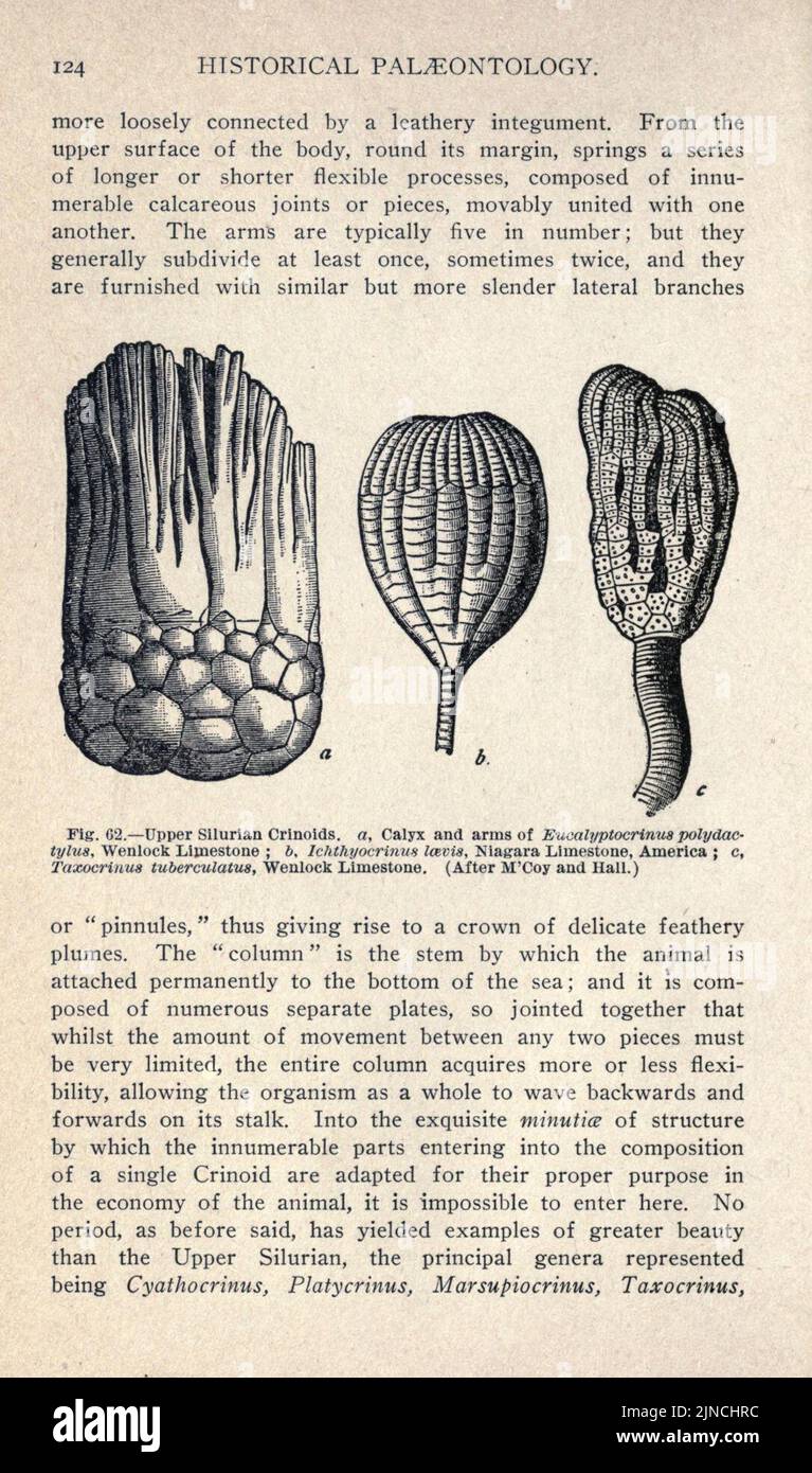 Die alte Lebensgeschichte der Erde (Seite 124) Stockfoto
