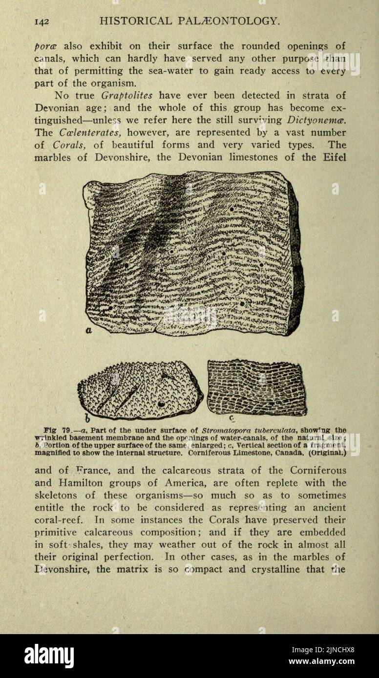 Die alte Lebensgeschichte der Erde (Seite 142) Stockfoto