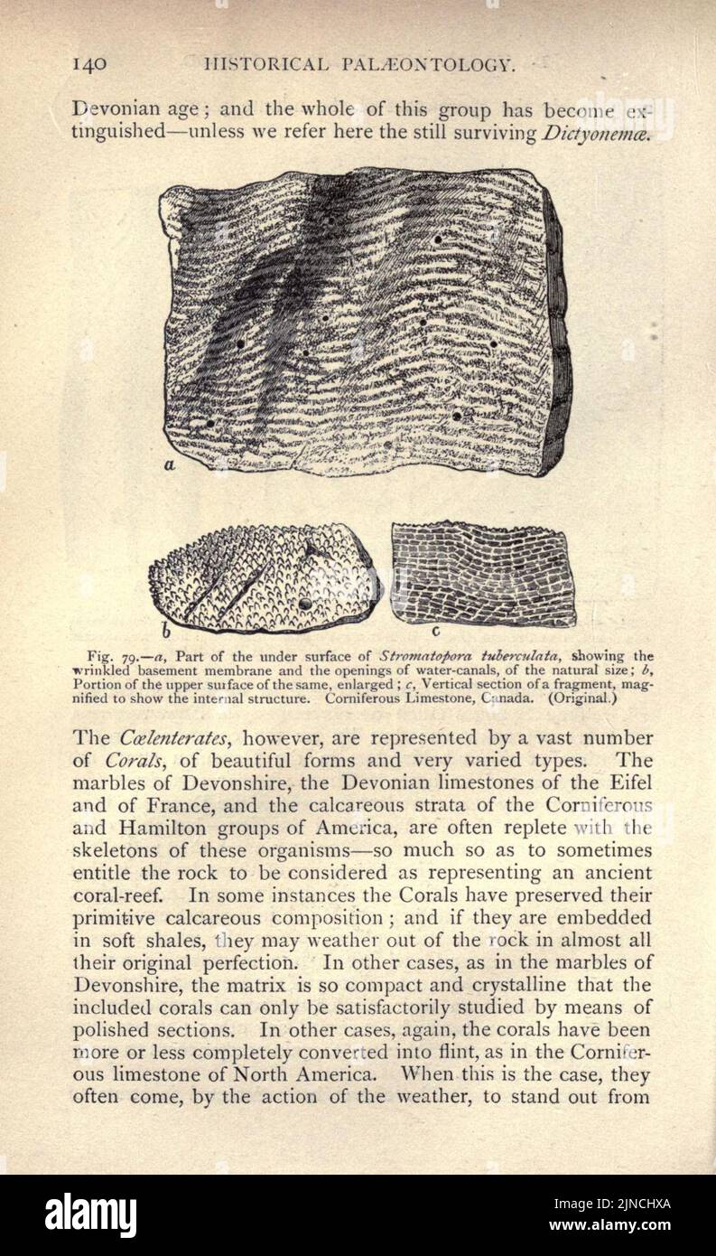 Die alte Lebensgeschichte der Erde (Seite 140) Stockfoto