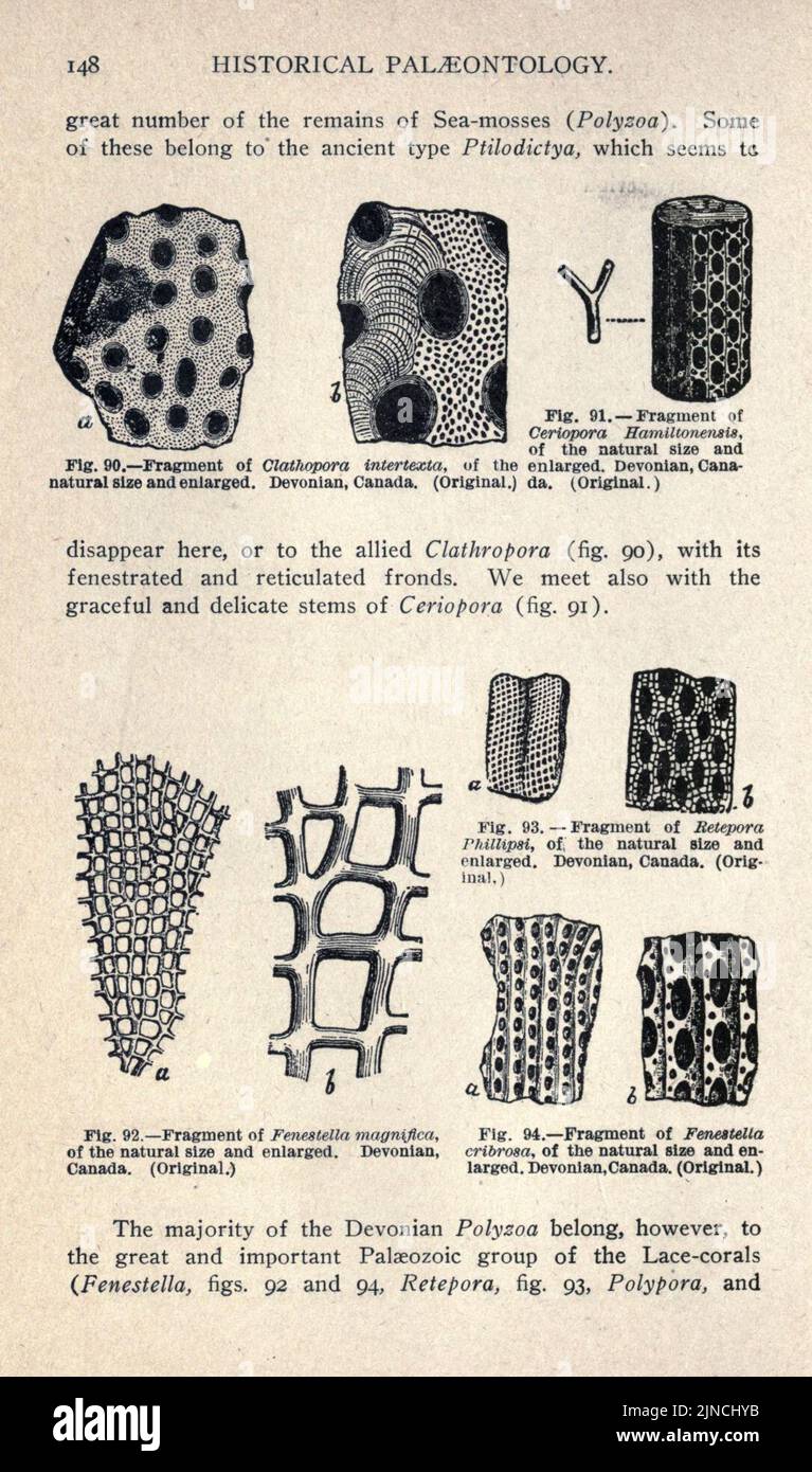 Die alte Lebensgeschichte der Erde (Seite 148) Stockfoto