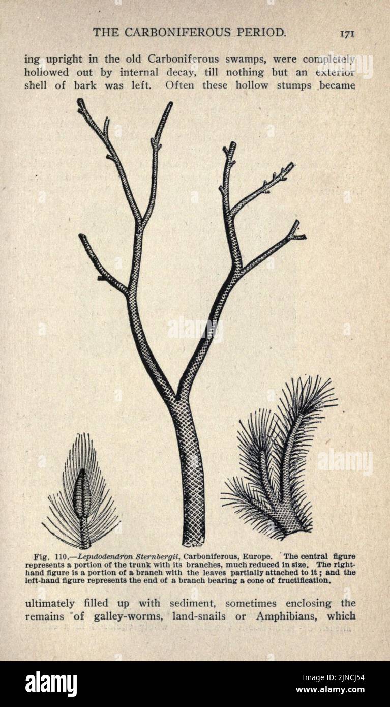 Die alte Lebensgeschichte der Erde (Seite 171) Stockfoto