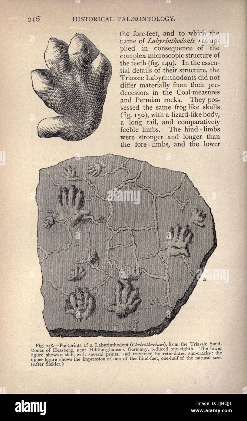 Die alte Lebensgeschichte der Erde (Seite 216) Stockfoto