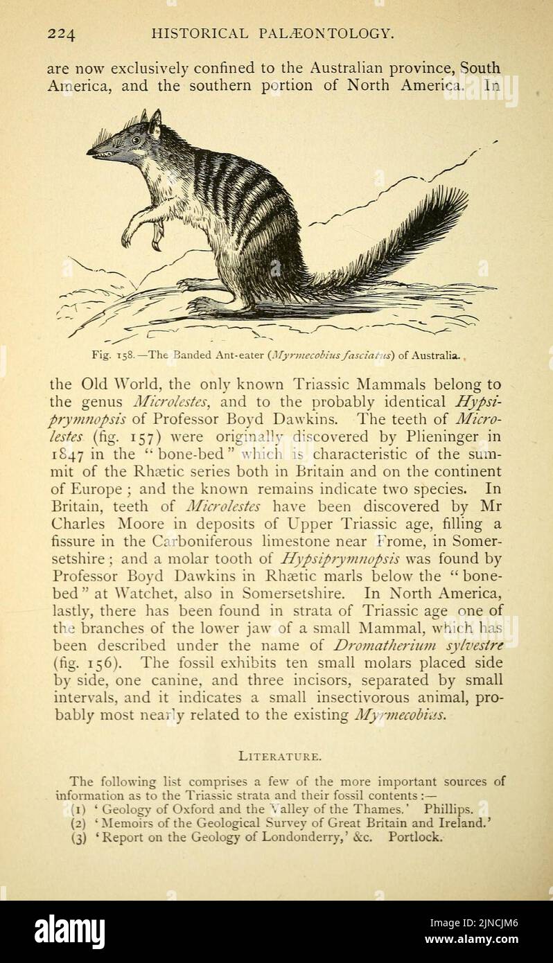 Die alte Lebensgeschichte der Erde (Seite 224) Stockfoto