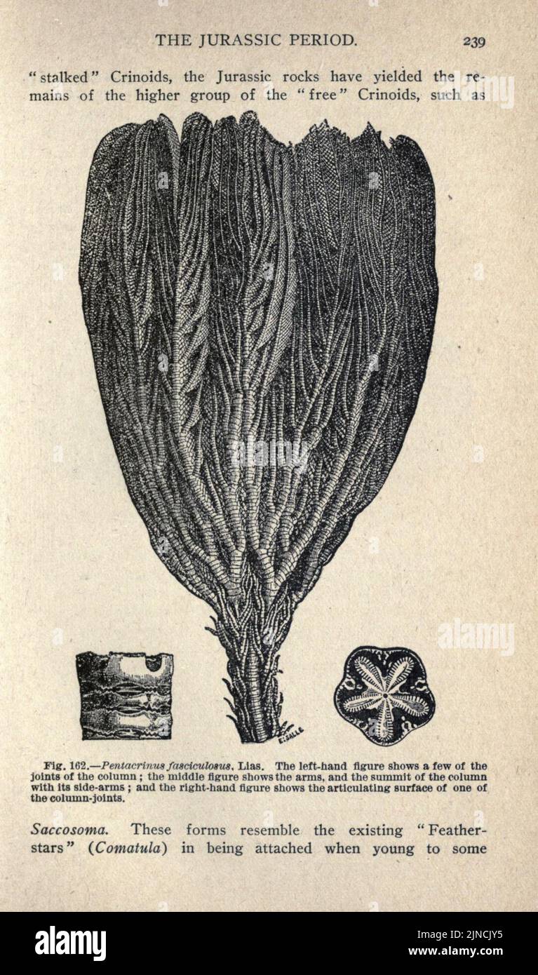 Die alte Lebensgeschichte der Erde (Seite 239) Stockfoto