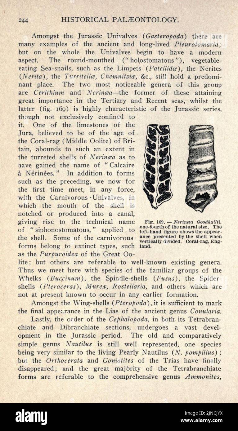 Die alte Lebensgeschichte der Erde (Seite 244) Stockfoto